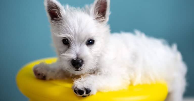 West highland white terrier kölyök, a Legg-Calve-Perthes kórban egyik leginkább érintett kutyafajta.