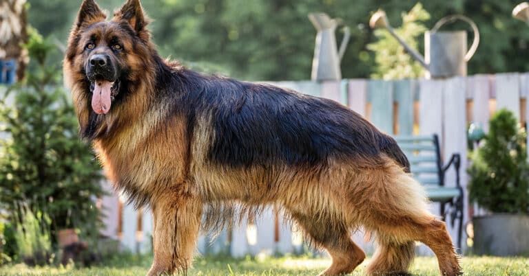 németjuhász degeneratív myelopathia