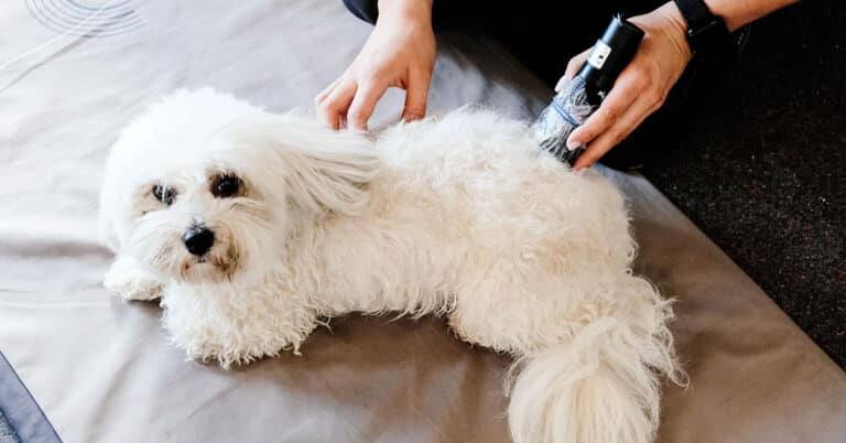 Lézerterápia kutyáknak